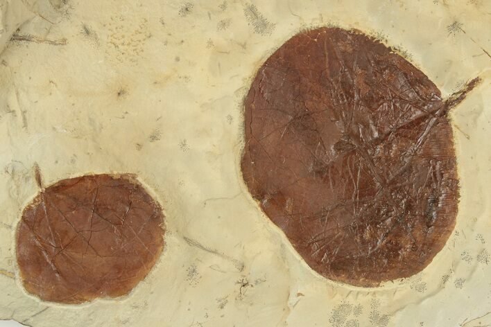 Two Fossil Leaves (Zizyphoides) - Montana